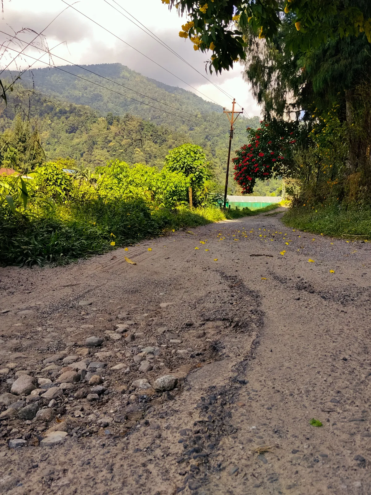 jungle and hill view